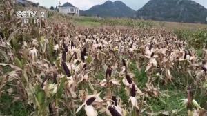 云南富源:黑玉米喜获丰收延长产业链促增收